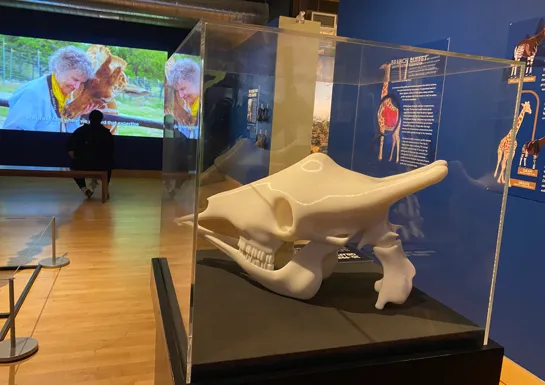 3d printed Giraffe-Display-at-THEMUSEUM