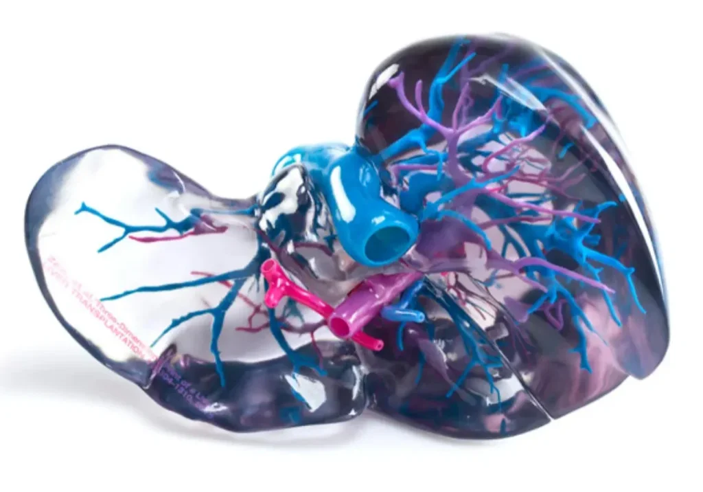Medijet liver model